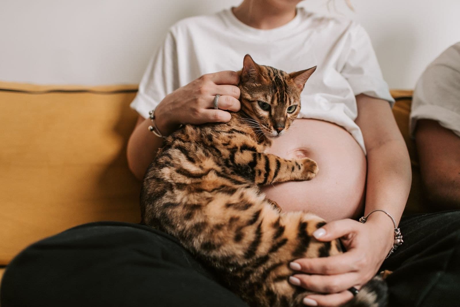 Warum beißt meine Katze mich beim Streicheln?