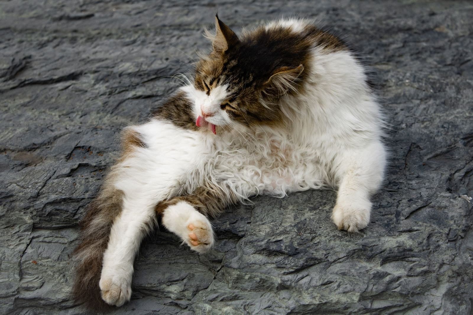Cat Overgrooming Isn't Always About Stress