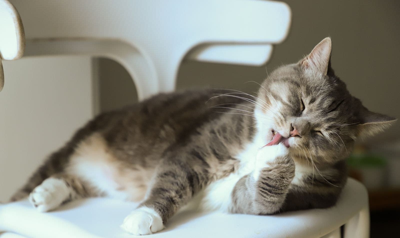 Kaal Likken Bij Katten Is Niet Altijd Stress