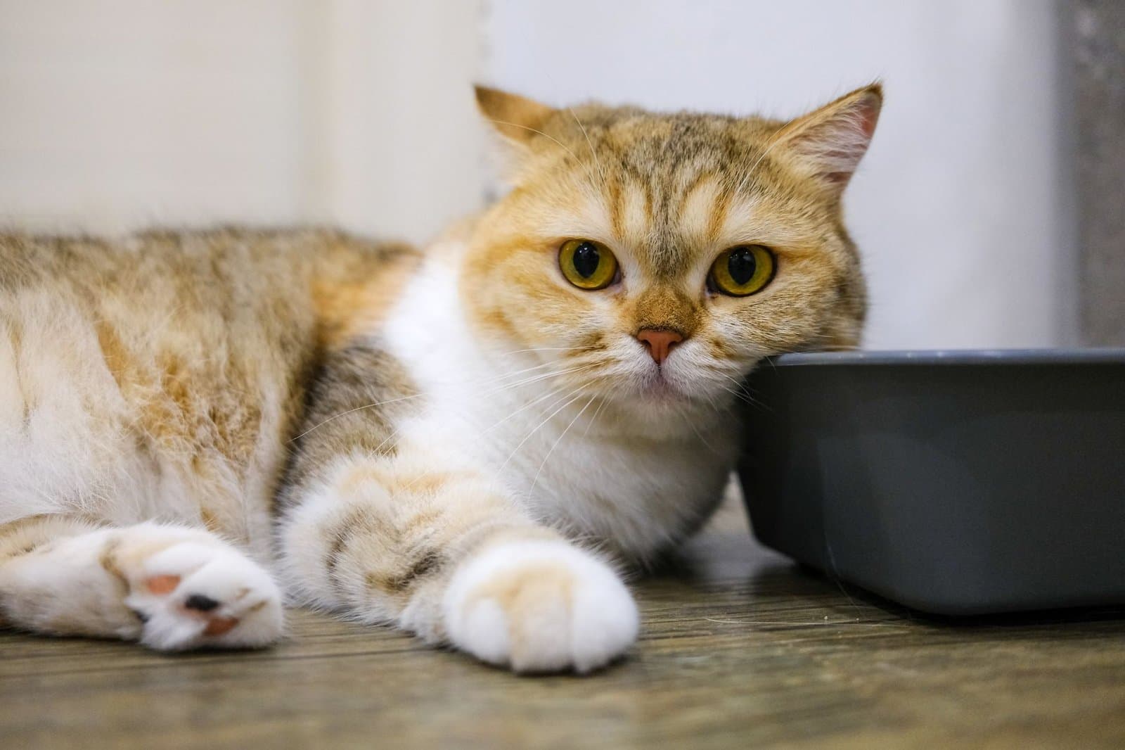 It's Not Spite — Here's Why Cats Actually Skip the Box