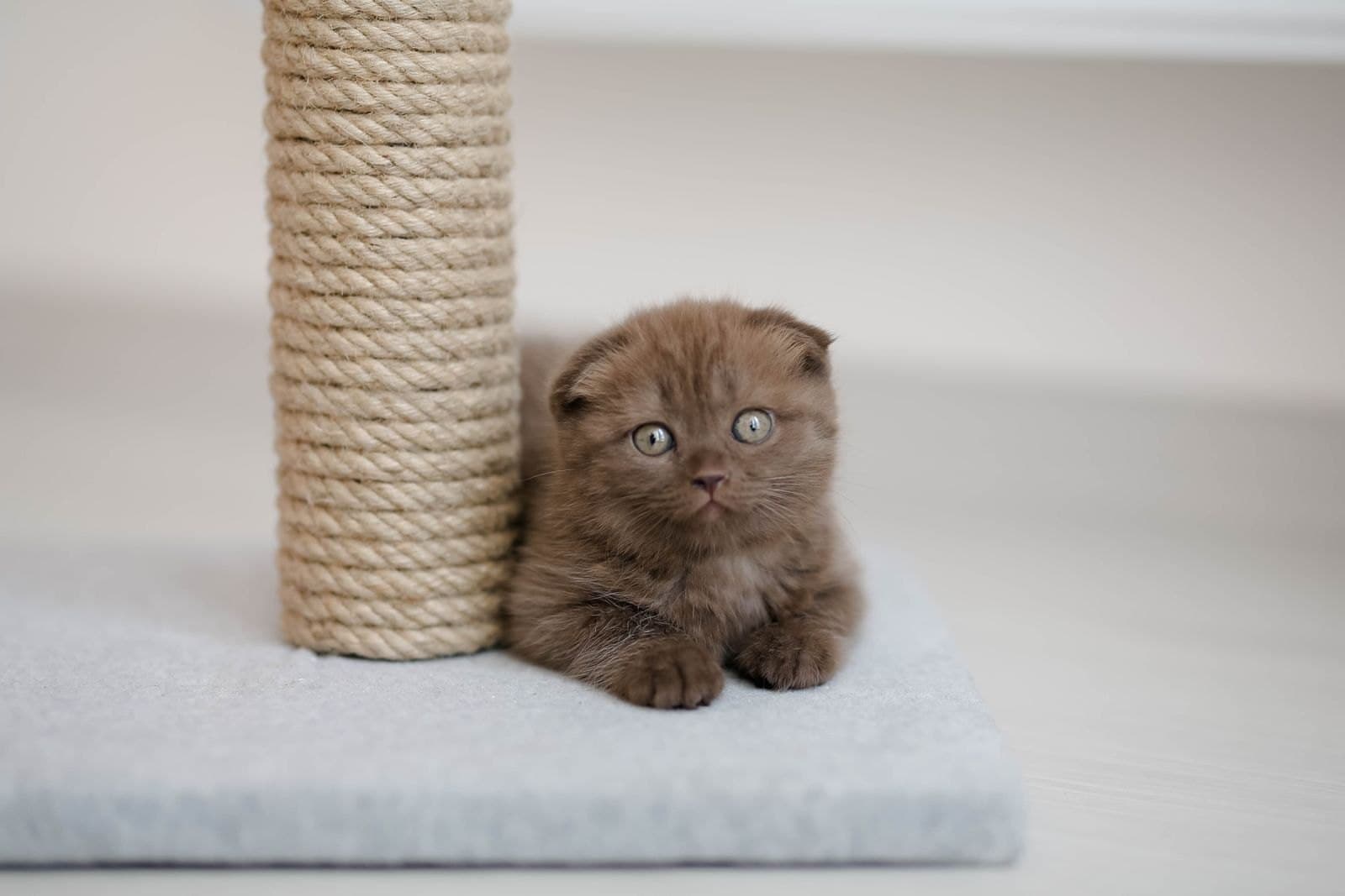 4 Reasons Your Cat Scratches the Couch (It's Not Spite)