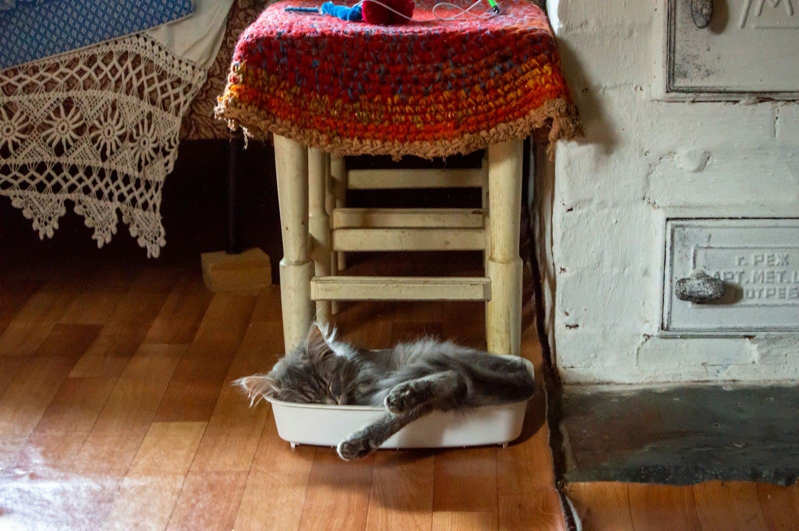 No Es Rencor: Por Qué Tu Gato Evita el Arenero