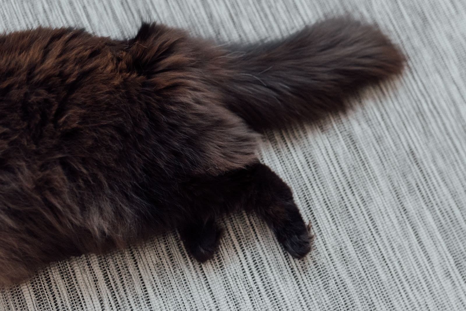¿Por Qué Mi Gato Me Muerde Mientras Lo Acaricio?