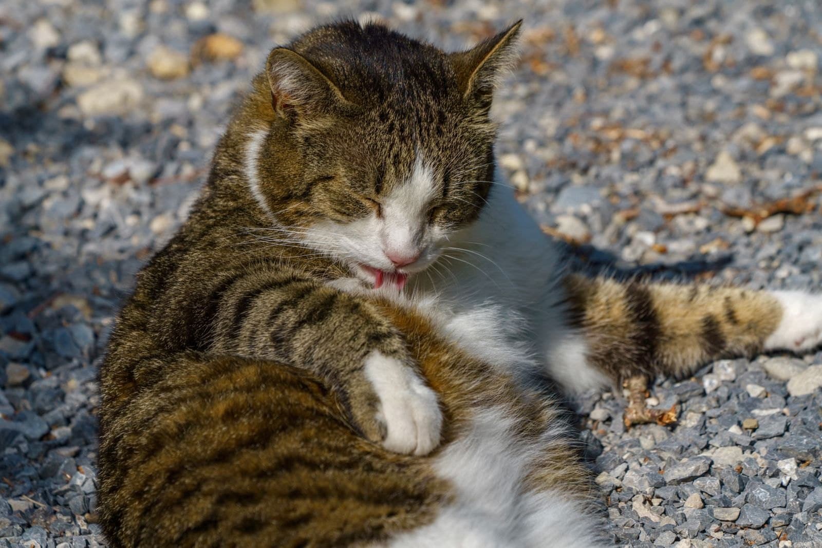 Estrés vs. Alergia vs. Dolor: Por Qué se Lame Calva tu Gata