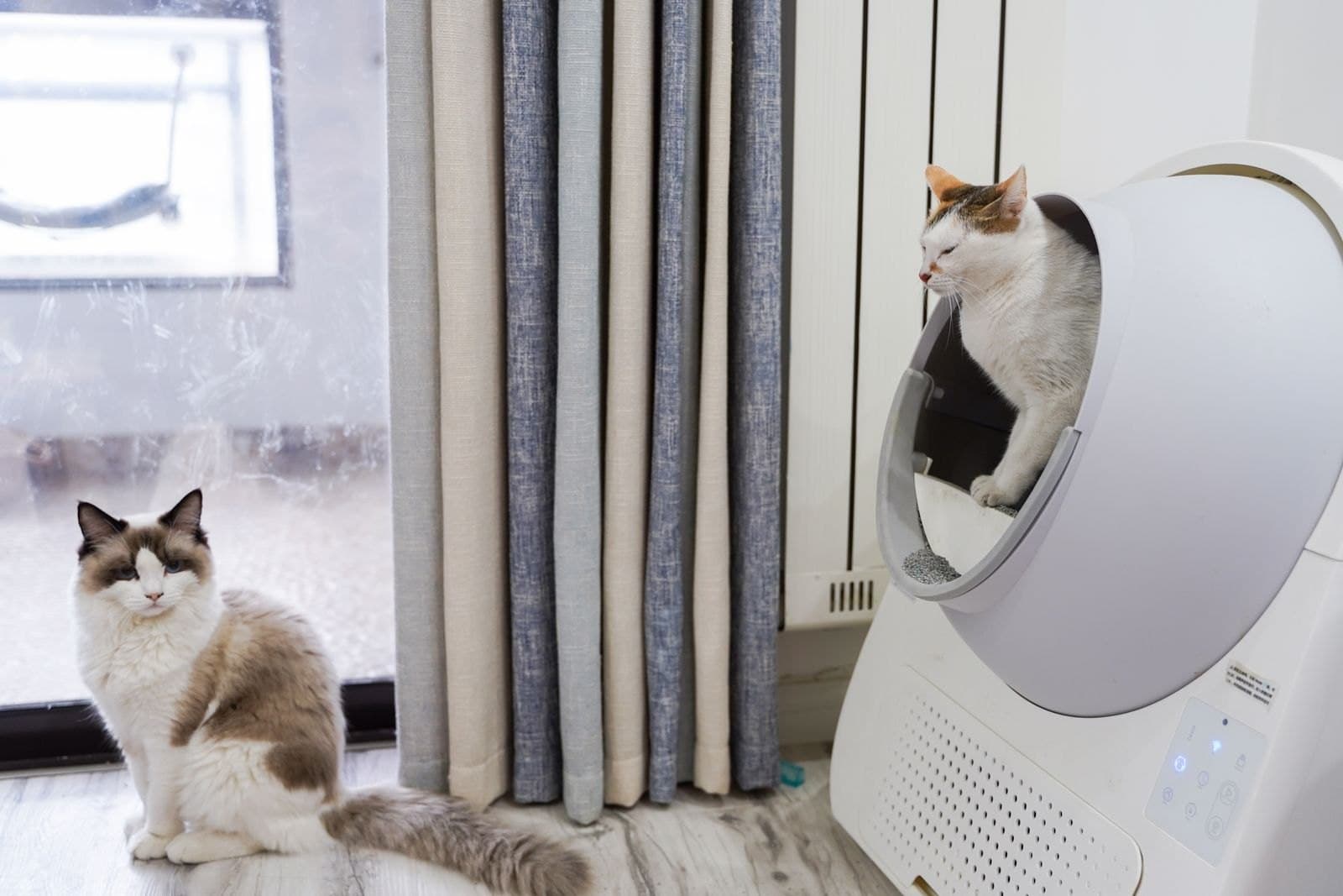 Votre Chat Évite sa Litière ? Ce N'est Pas de la Rancune