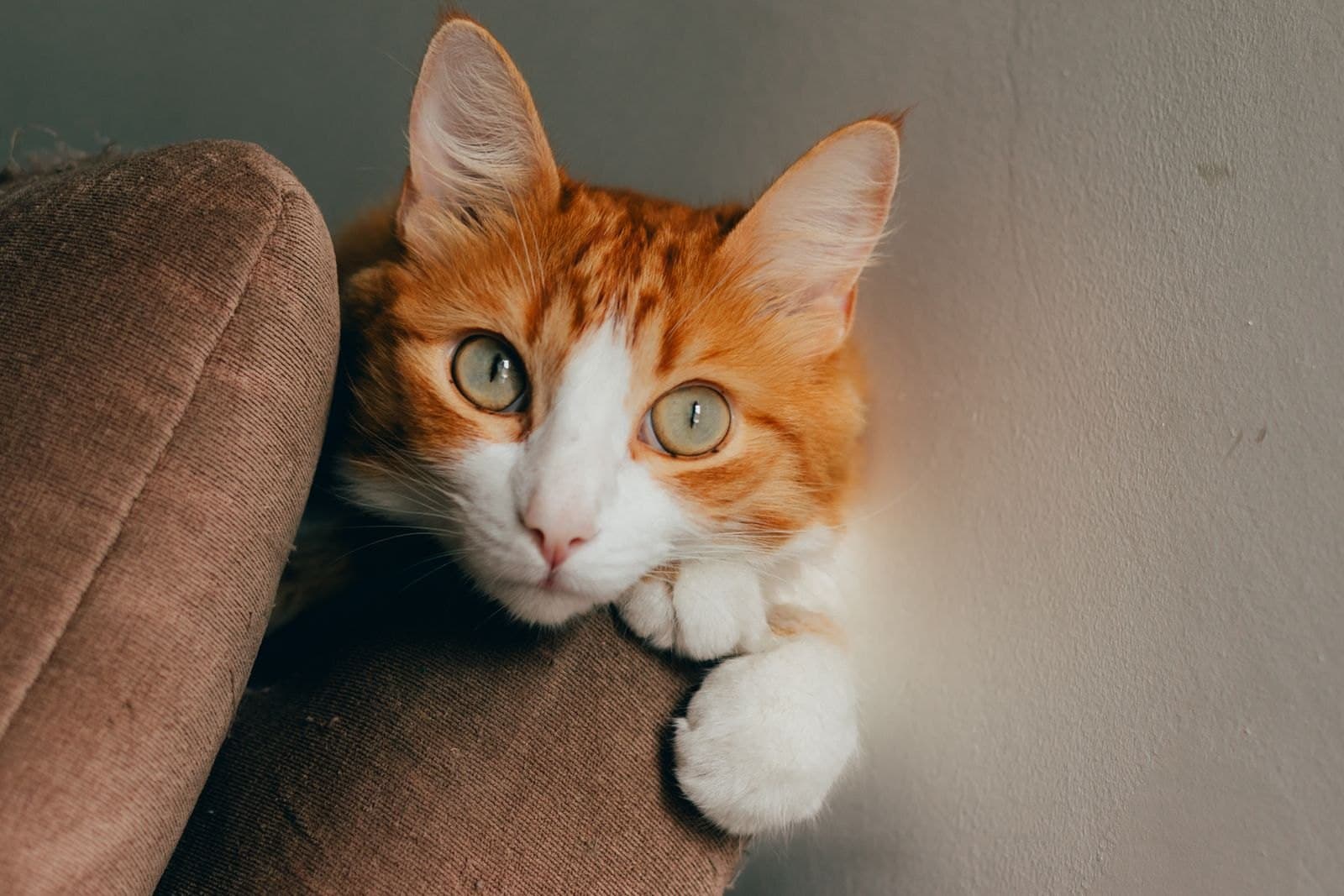 Pourquoi Mon Chat Me Mord-il Pendant les Caresses ?