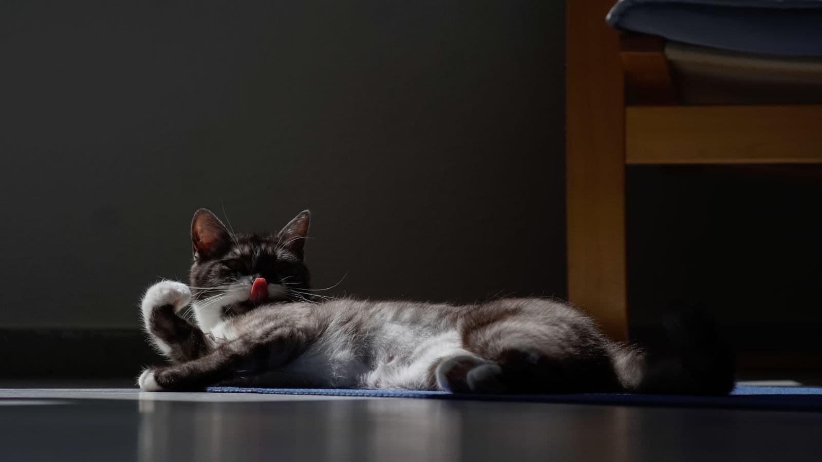 Le Léchage Excessif du Chat Ne Vient Pas Toujours du Stress
