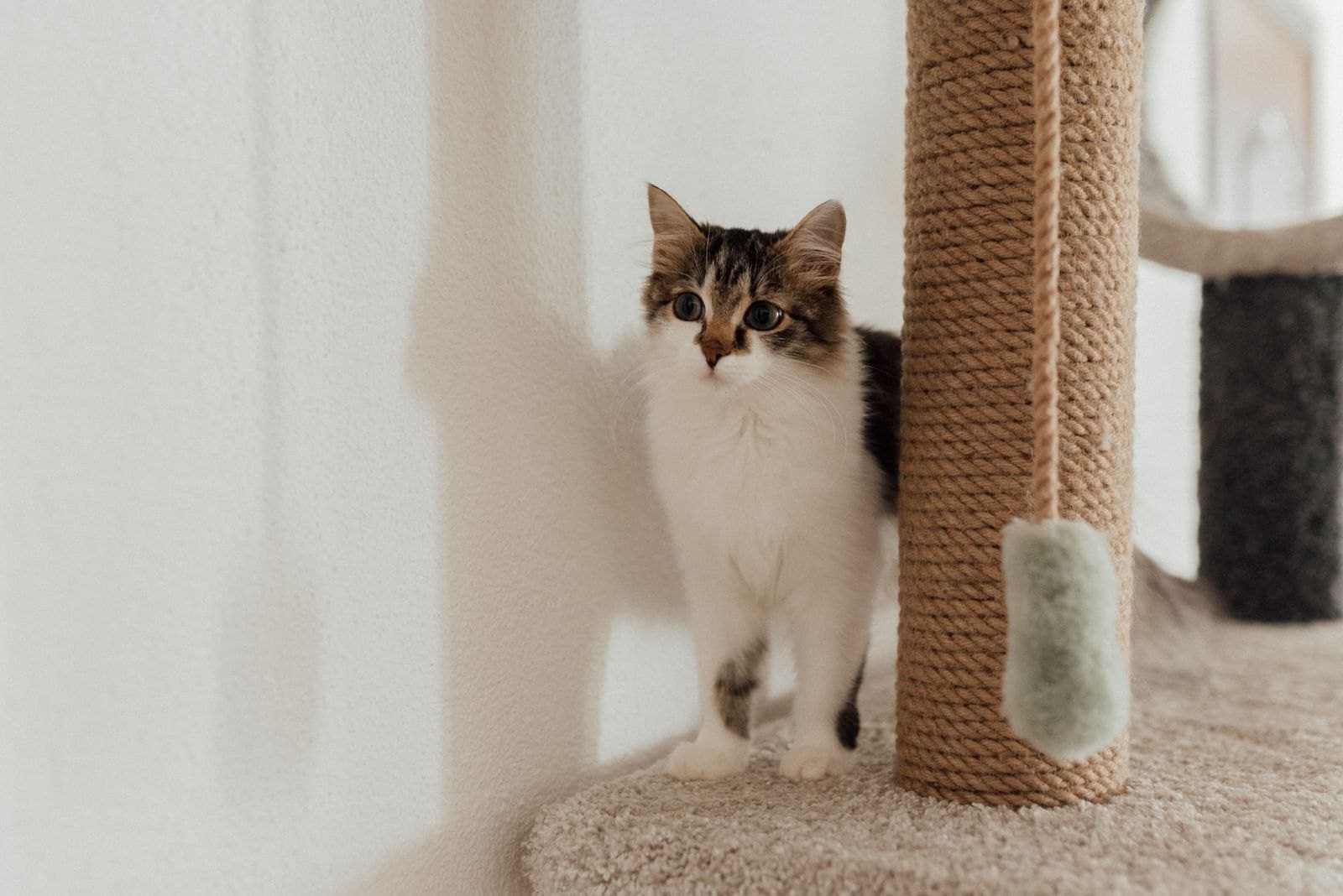 4 Raisons Pour Lesquelles Votre Chat Griffe le Canapé