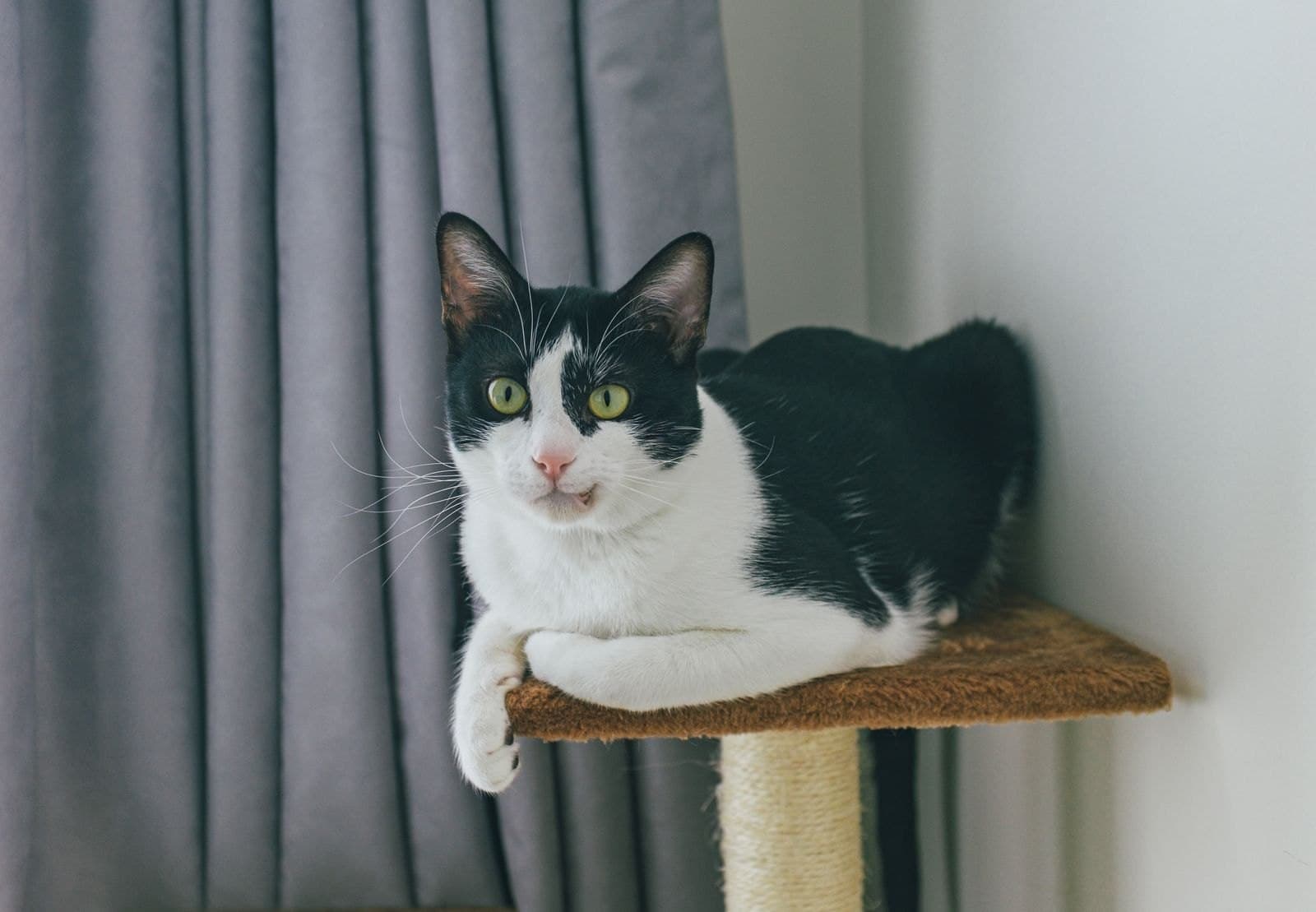 4 Anledningar Till Att Katten Klöser Soffan (Inte Trots)