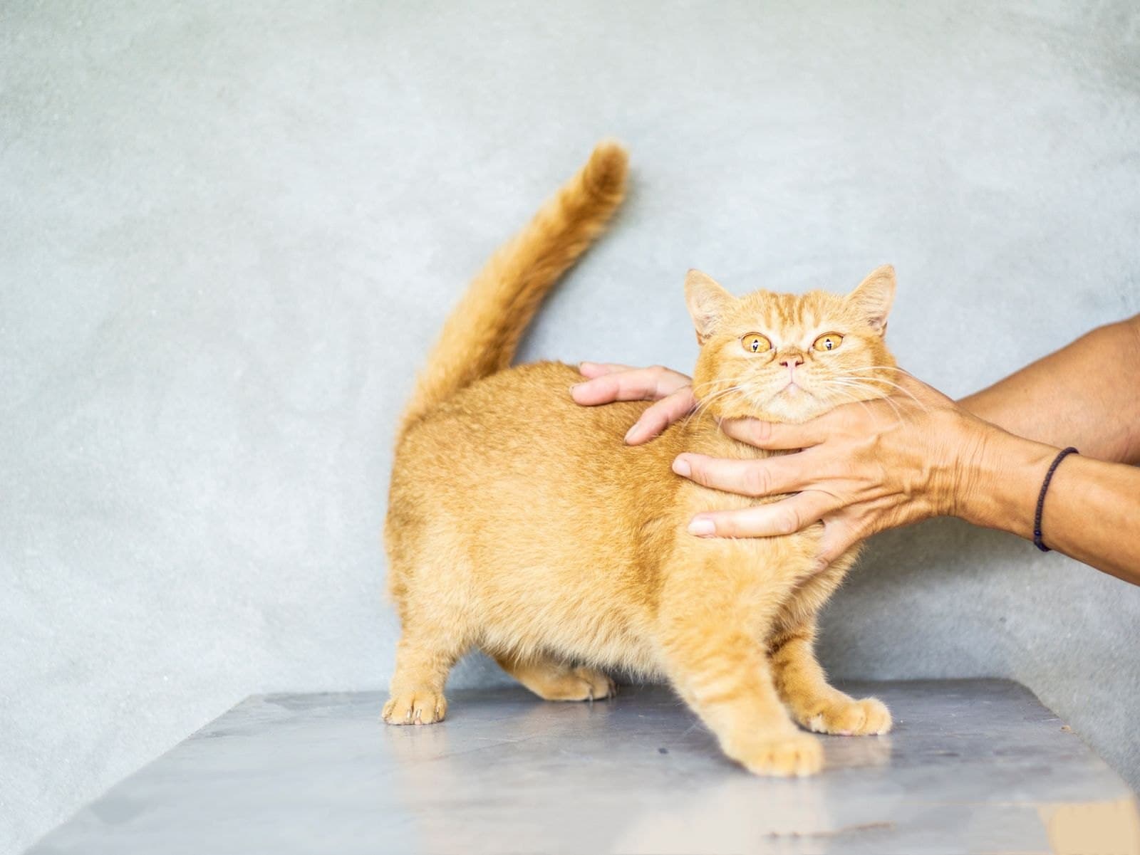 Perché il Mio Gatto Mi Morde Mentre Lo Accarezzo?