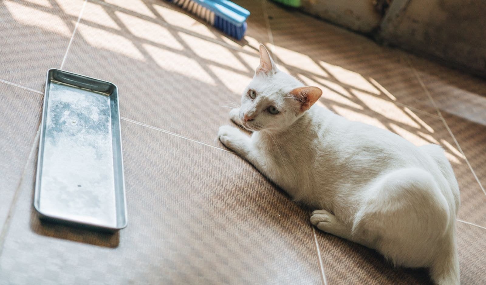 Non È Dispetto: Perché il Gatto Evita Davvero la Lettiera