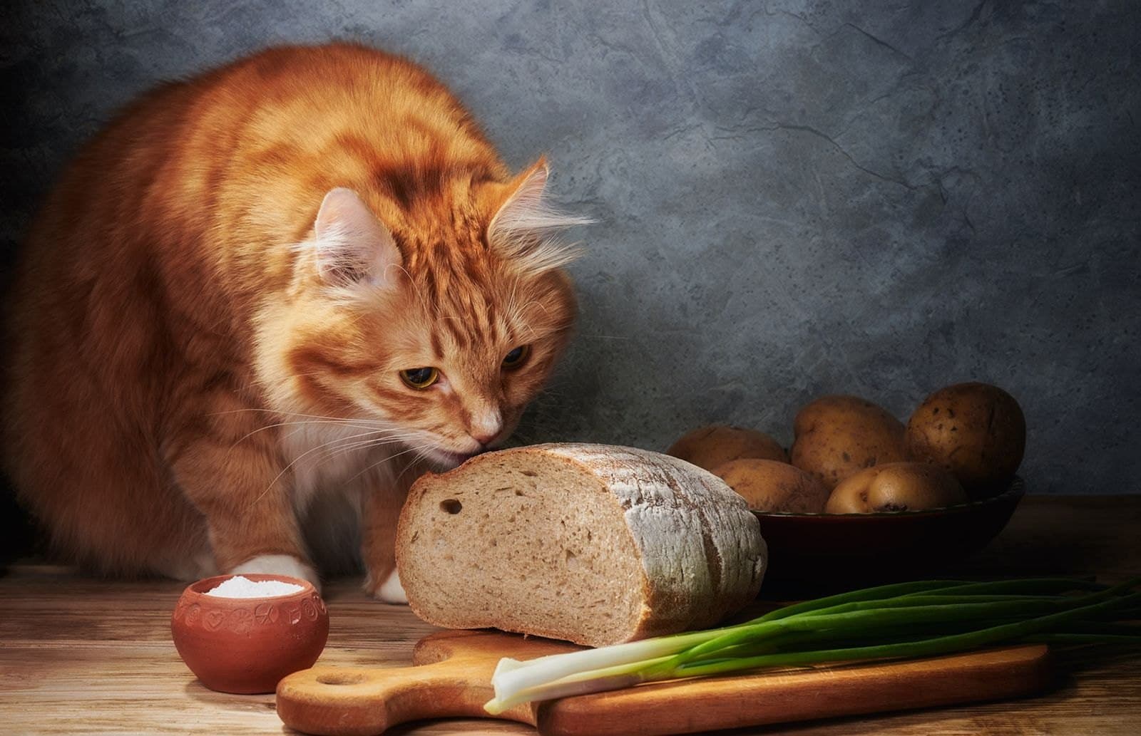 猫の手作りごはん、なぜタウリン不足が危険なのか