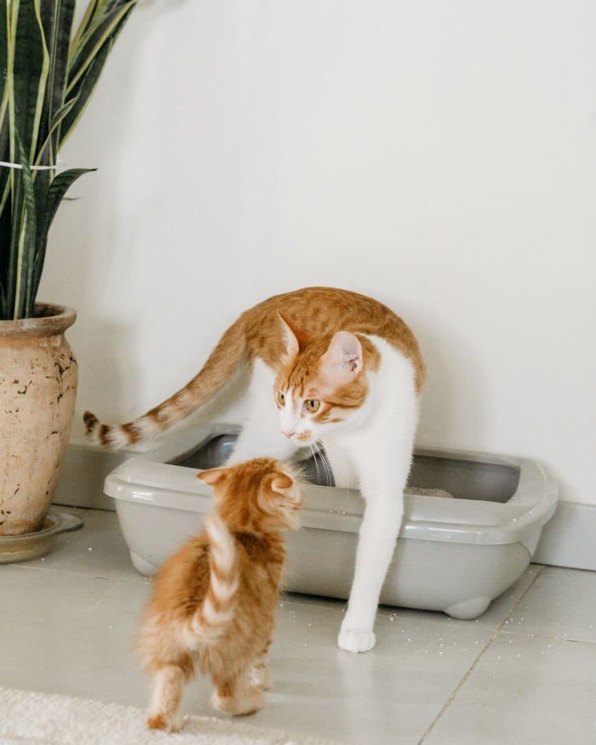 「腹いせ」じゃない、「困っている」——猫がトイレを避ける本当の理由