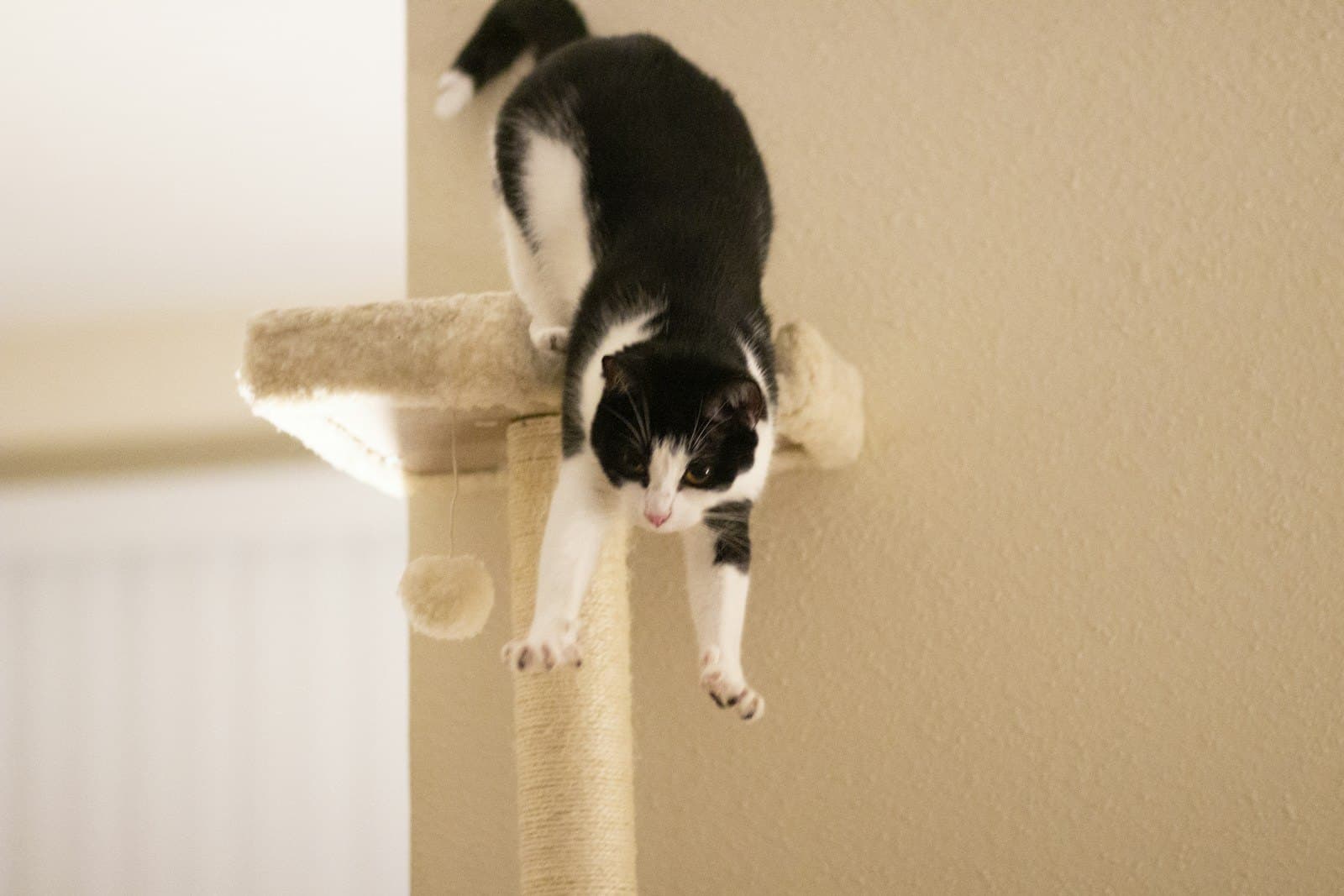 猫が家具で爪とぎする本当の理由と、賃貸でもできる4つの対策