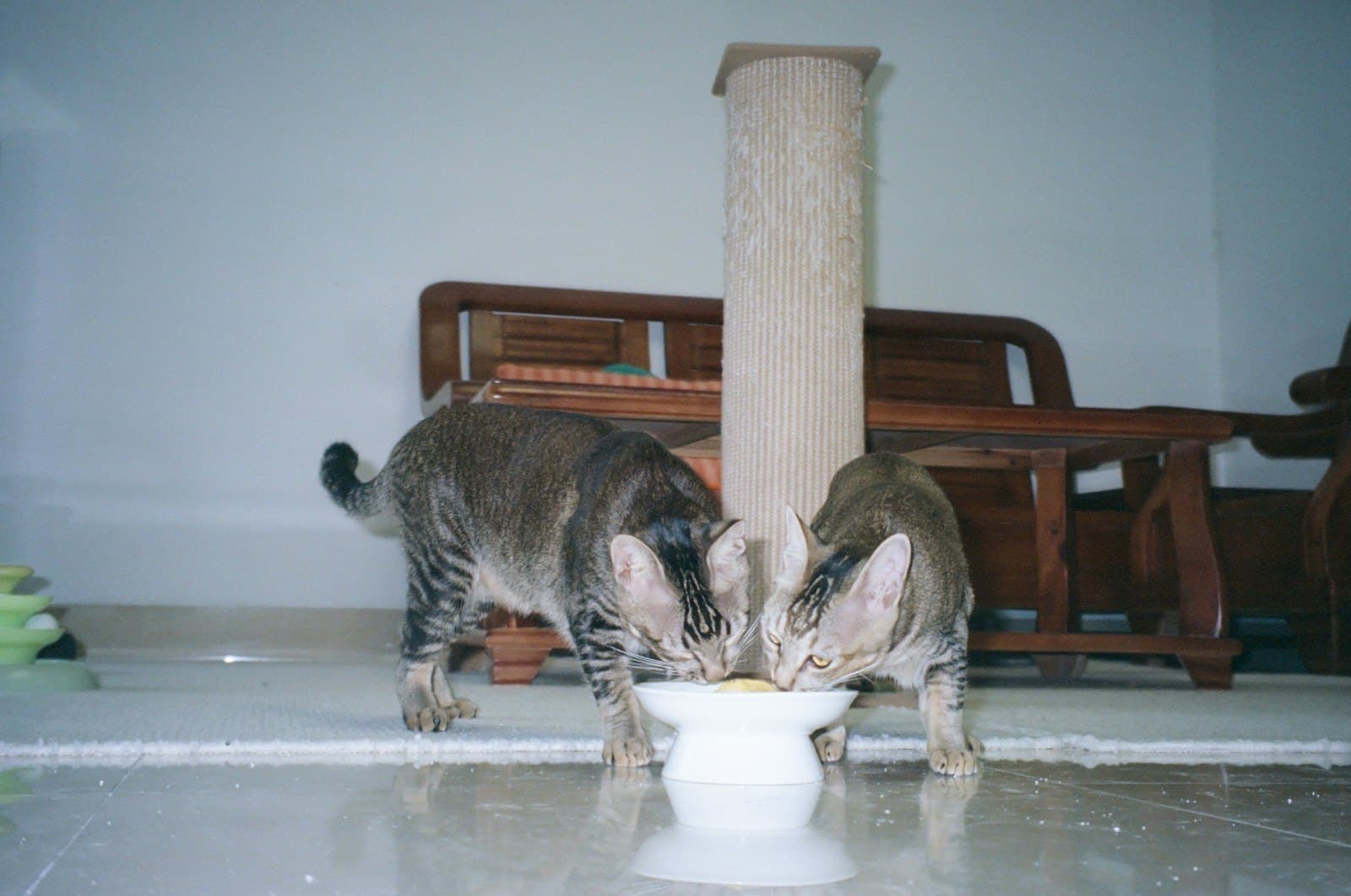 猫のウェット対ドライ論争、本当の争点は「水分量」——尿路の健康との関係