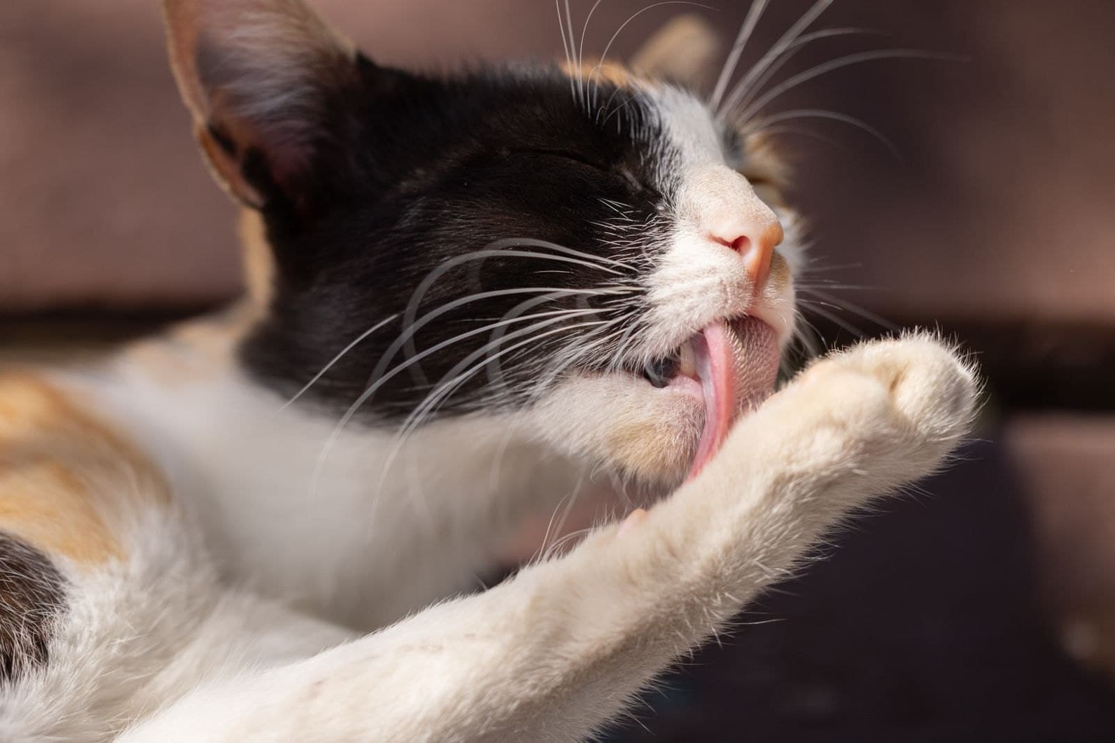 3 Gründe, warum sich Katzen kahl lecken