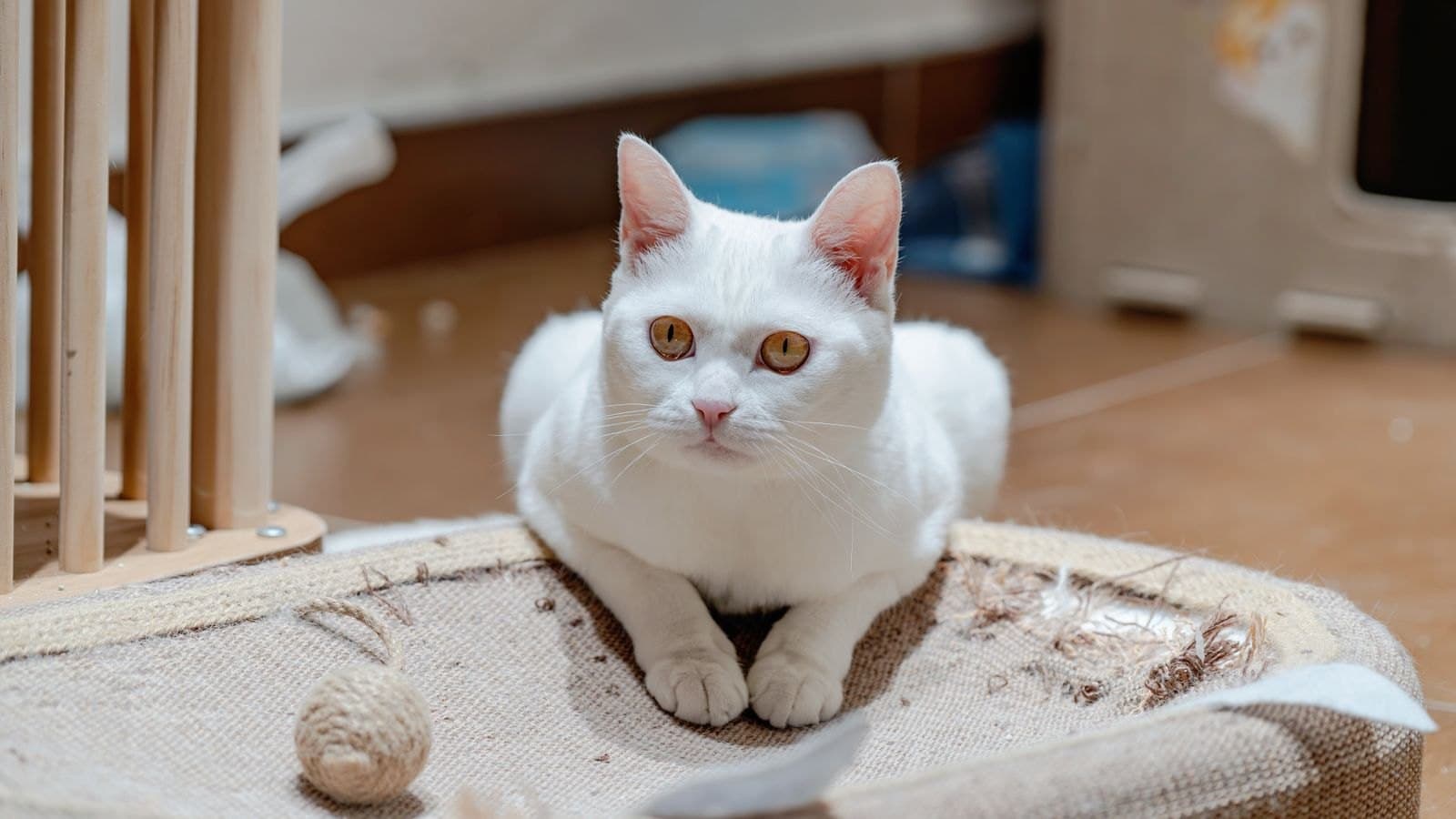 4 Redenen Waarom Katten Aan De Bank Krabben