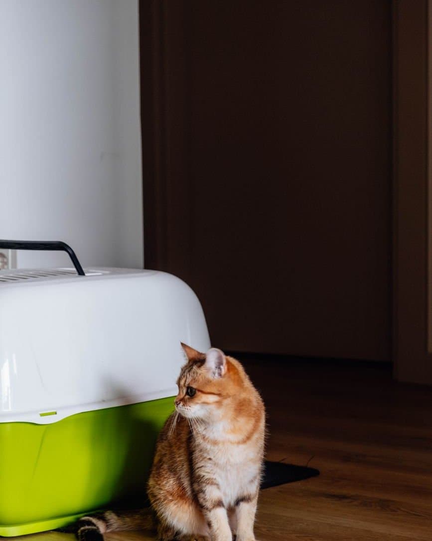 Geen Wraak: Waarom Katten Écht de Kattenbak Mijden