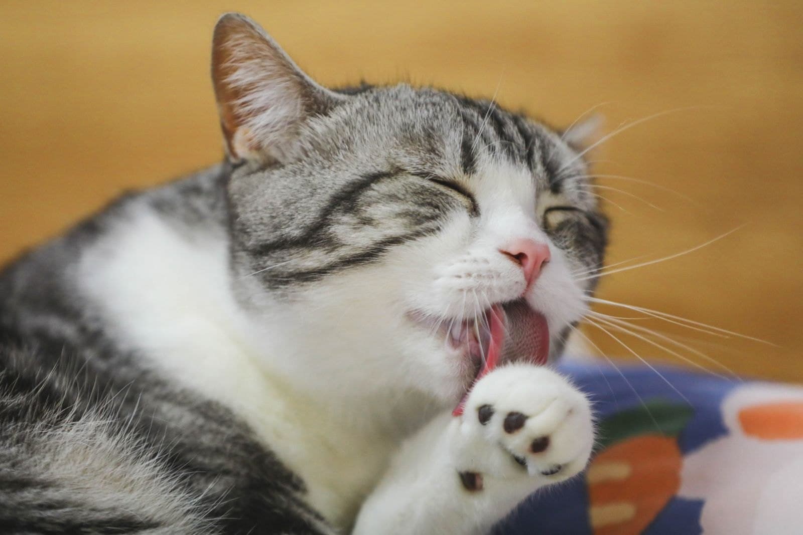 Överdriven Putsning Hos Katt Handlar Inte Alltid Om Stress